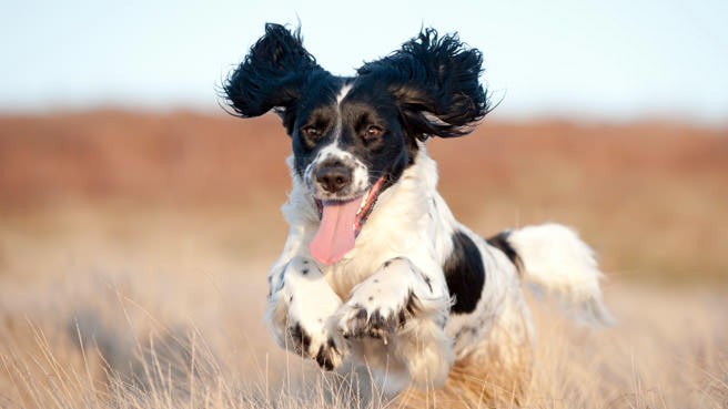 dog running in the sand