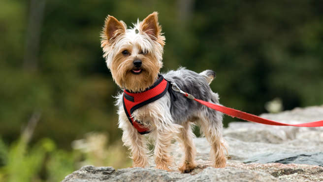 dog on leash