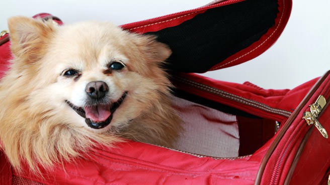 dog in carrier bag