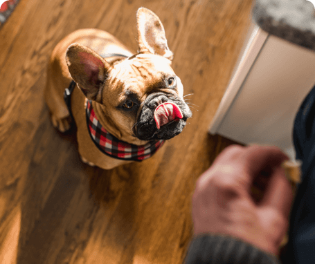 10 Things to Look for in a Pet Sitters