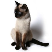 Siamese Short Haired Cats Care Com